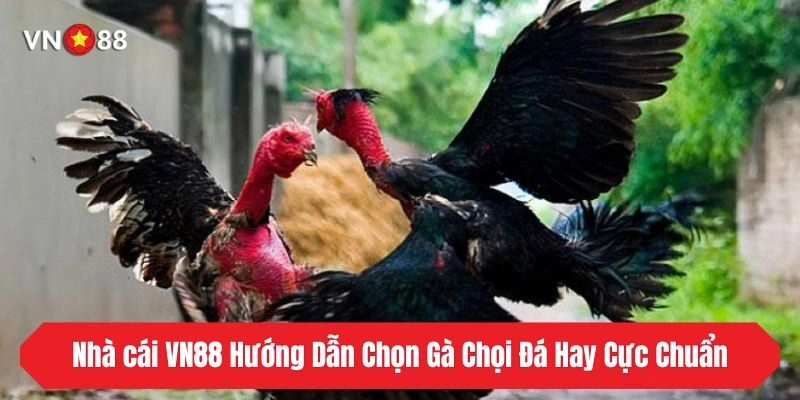Nhà Cái VN88 Hướng Dẫn Cách Chọn Gà Chọi Đá Hay Cực Chuẩn