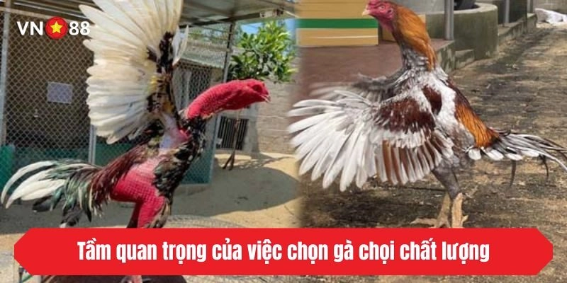 Tầm quan trọng của việc chọn gà chọi chất lượng